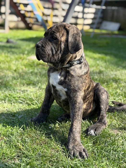 Mascul Cane Corso Tigrat