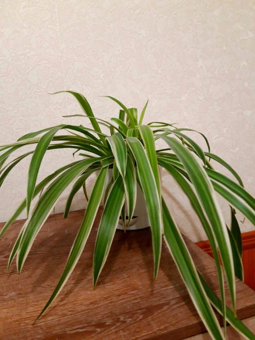Хлорофитум в 2-ух литровом горшке