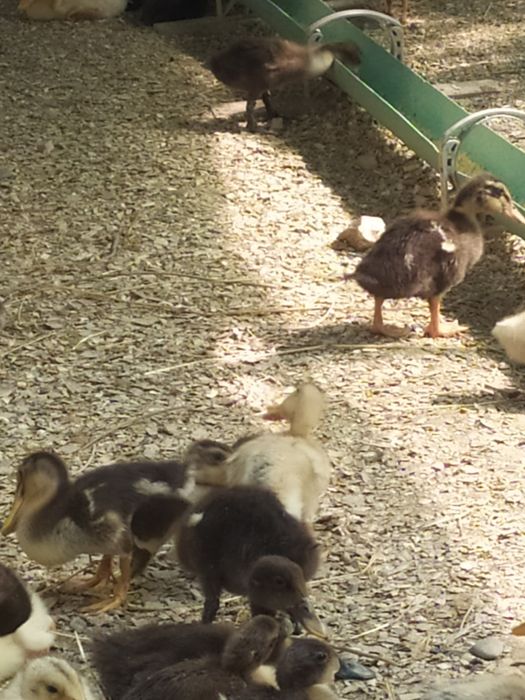 Pekin. Favorit zotliy o'rdakchalar