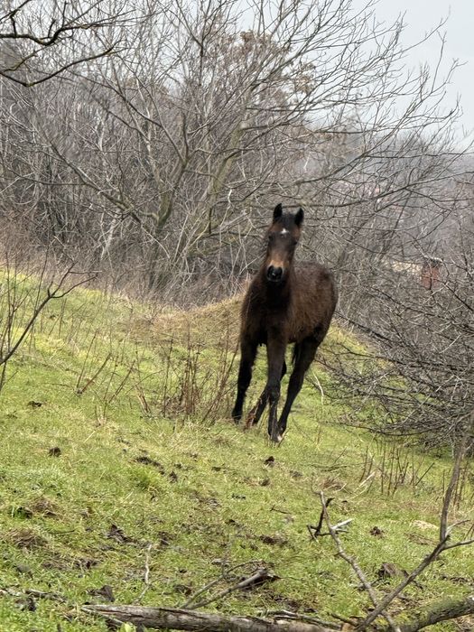 конче на 8 месеца