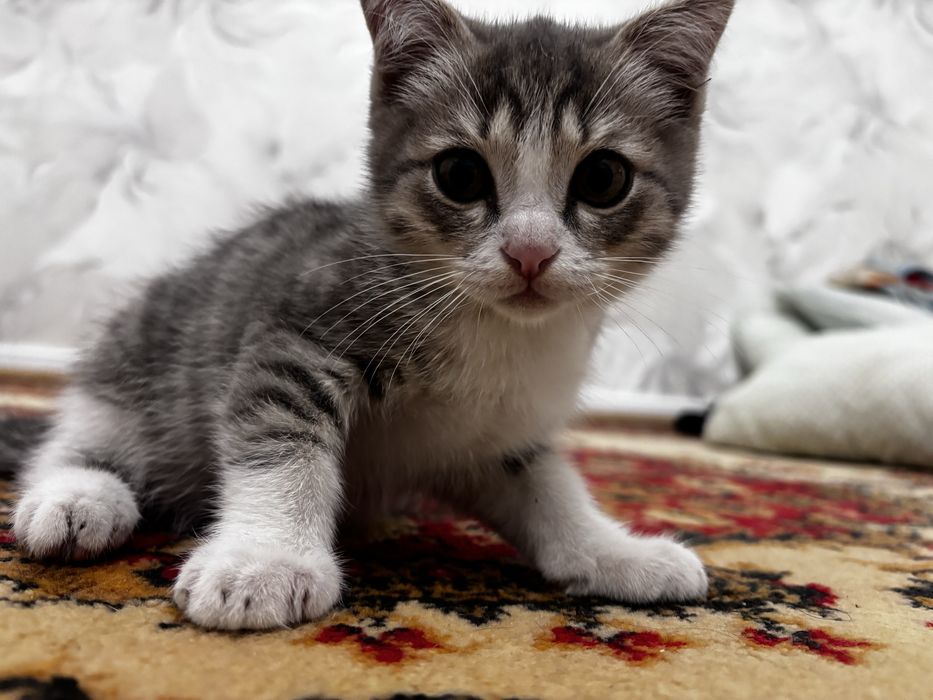 Котенок мальчик.