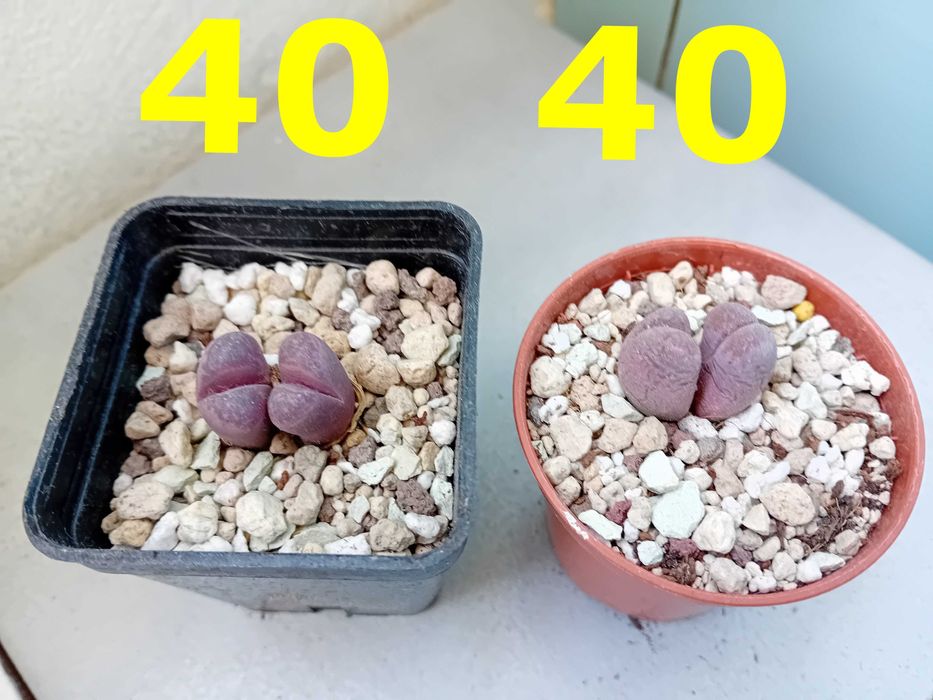 Екзотика за дома - семена и растения