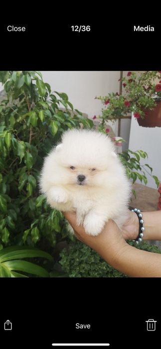 Померан мини