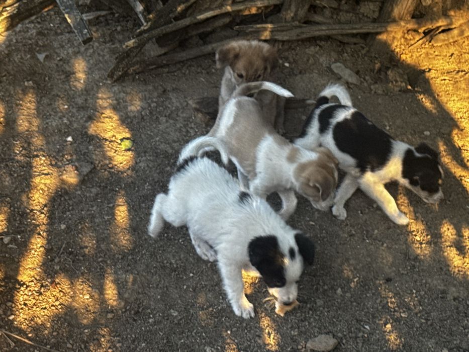 Catei catelusi , Pui de catel  pentru adoptie!