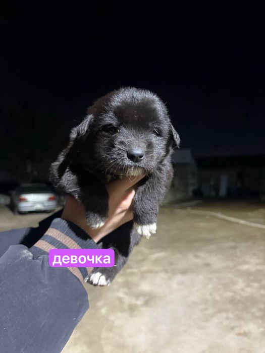 продам щеночков метисов