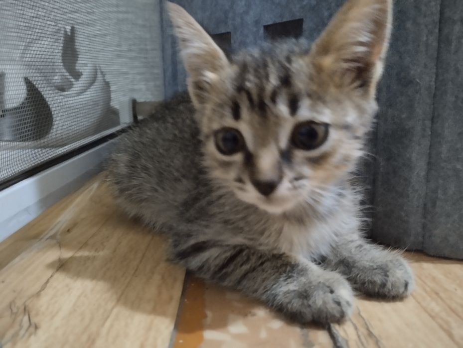 Котенок девочка.