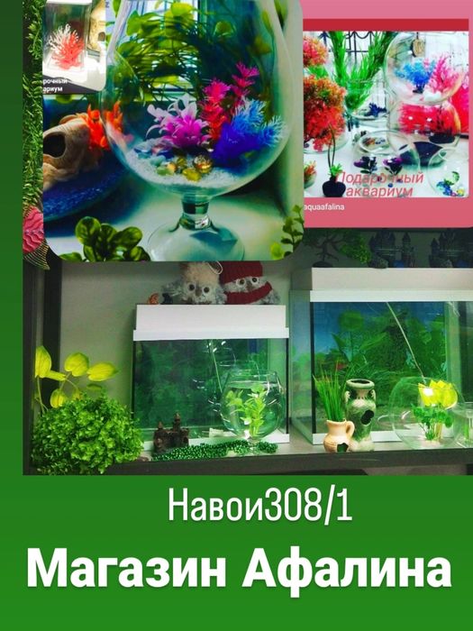 Рыбка петушок ,р-н Орбита