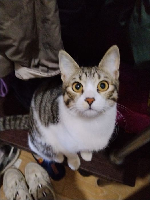 Котёнок отдам бесплатно