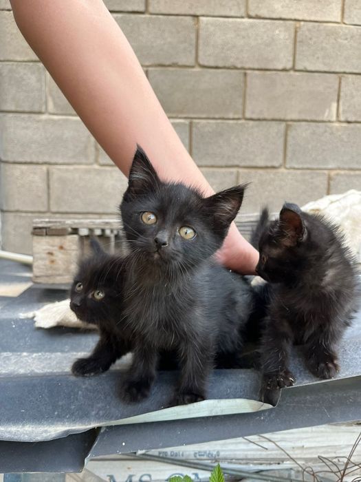 Кошки/котята/домашние животные