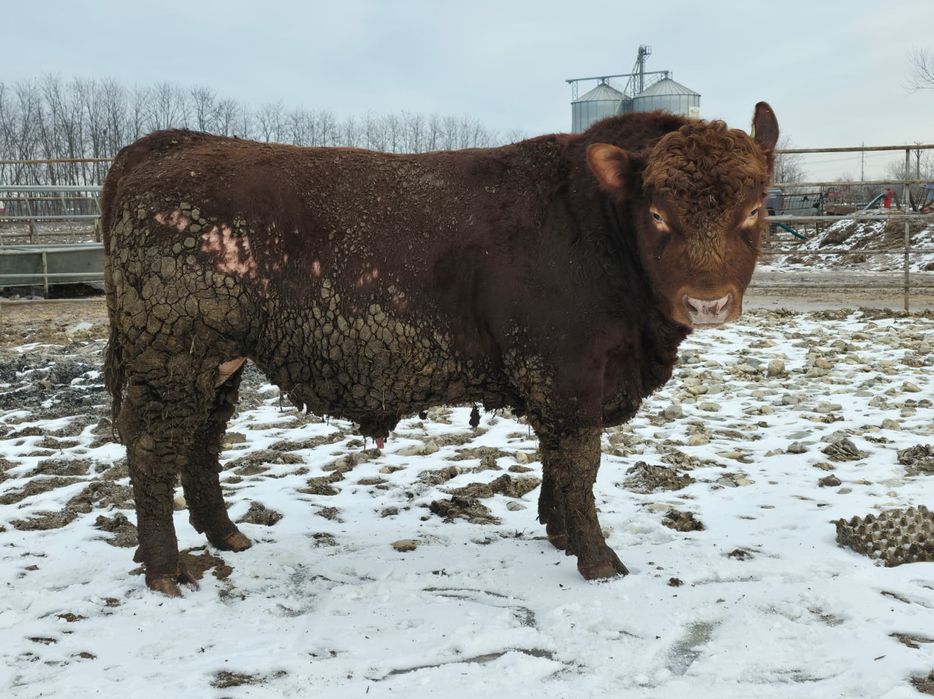 Taur montă Aberdeen Angus Roșu 12.2023