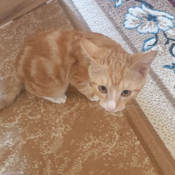Бесплатный котёнок