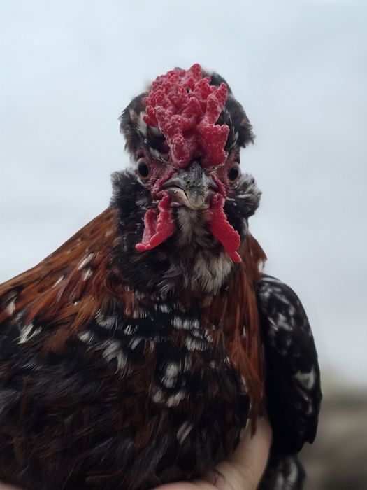 Yapon xoʻroz. Qiziquvchilar uchun. Arzon narxlarda