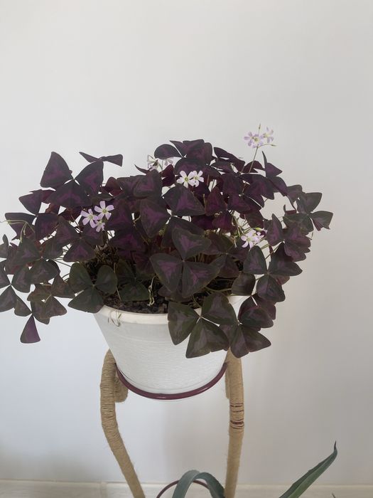 Продам комнатные цветы