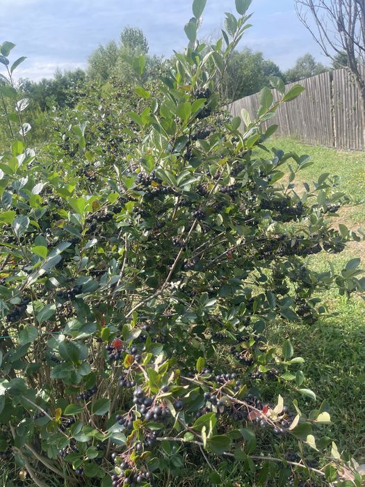 Precomenzi pentru aronia