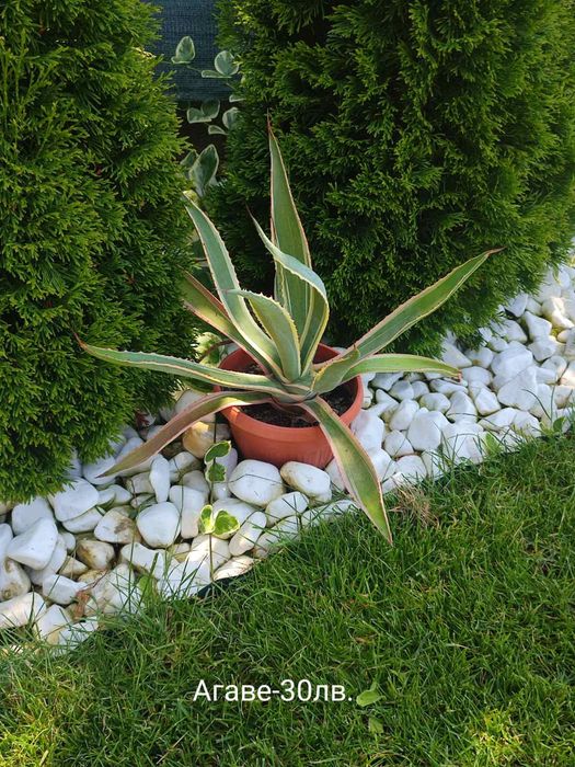 Агаве цветя , малки и по големи.