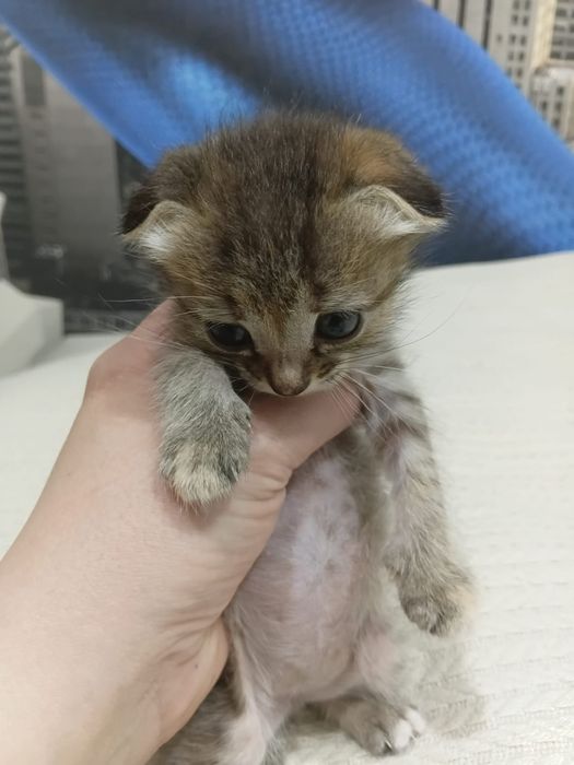 Отдам котенка !!!