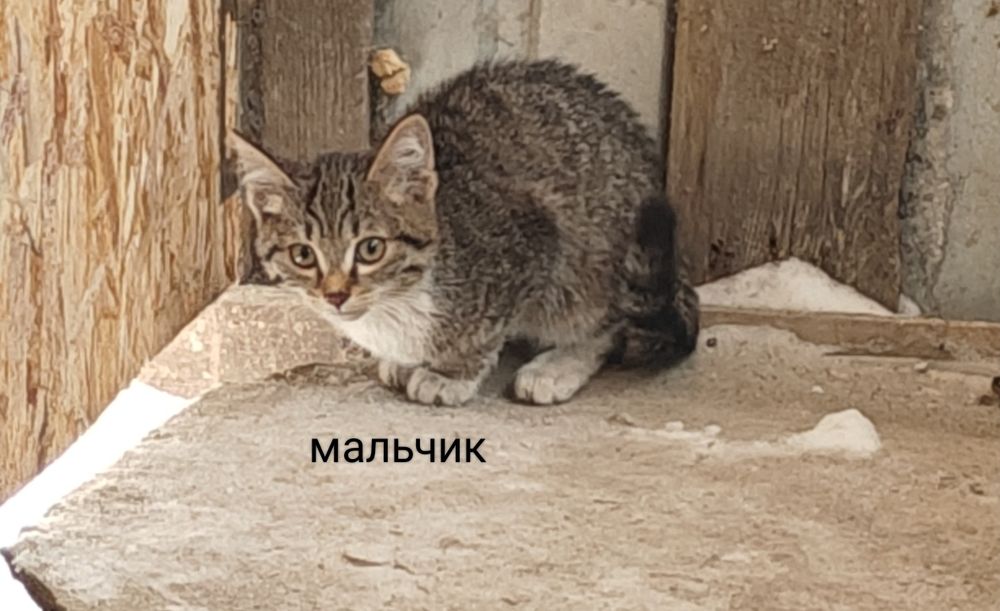 Отдам котят в добрые руки