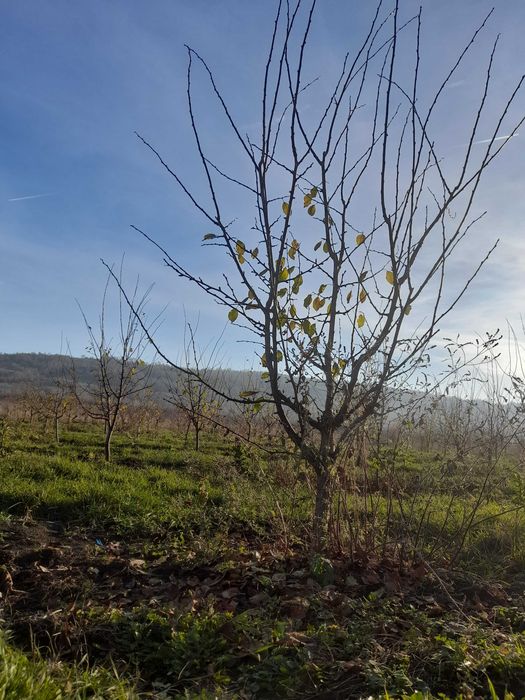 Tuns pomi fructiferi