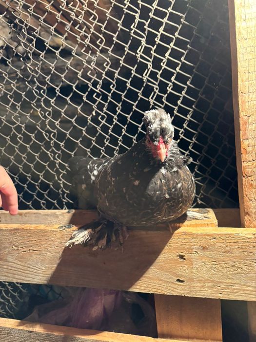 Японски таук кораз