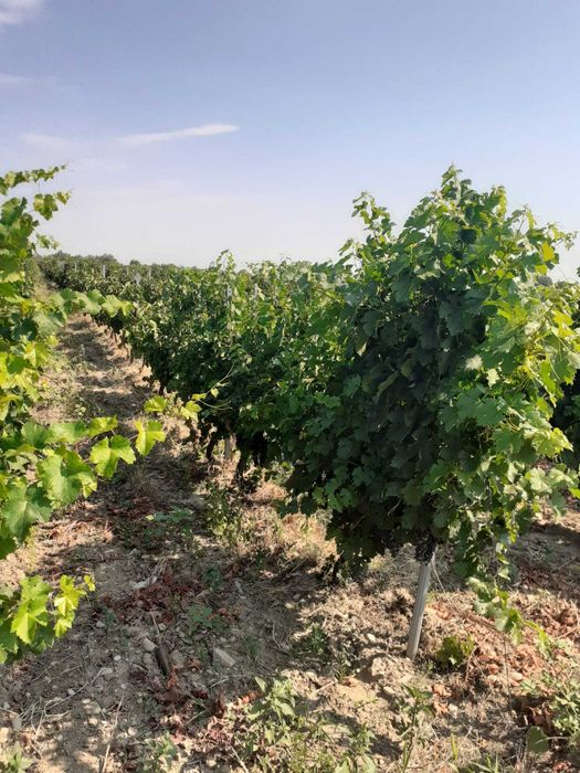 Vand 4,64 ha teren viticol cu plantatie de vita-de-vie – Carligele, Podgoria Cotesti, Vrancea