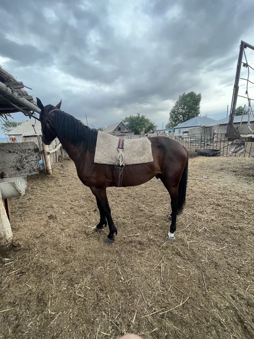 Айгыр сатылады жорга