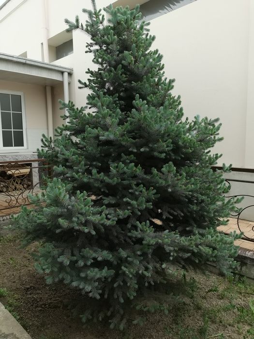 Голубая Ель в Доме