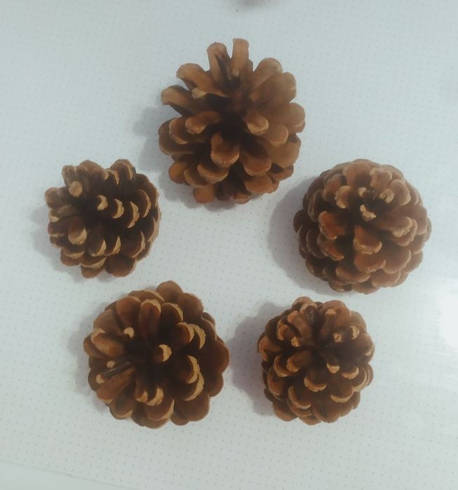 Шишки сосновые для декора и поделок.