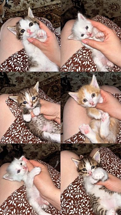 Отдам котят в добрые руки