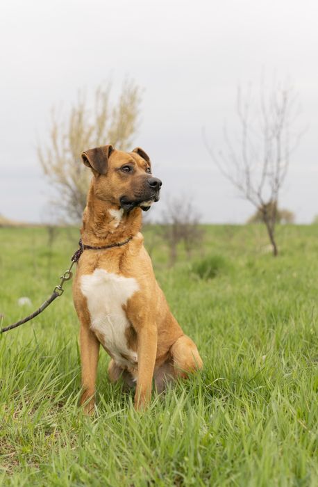 Caini pentru adoptie