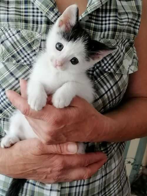 Малък, игрив котарак търси дом