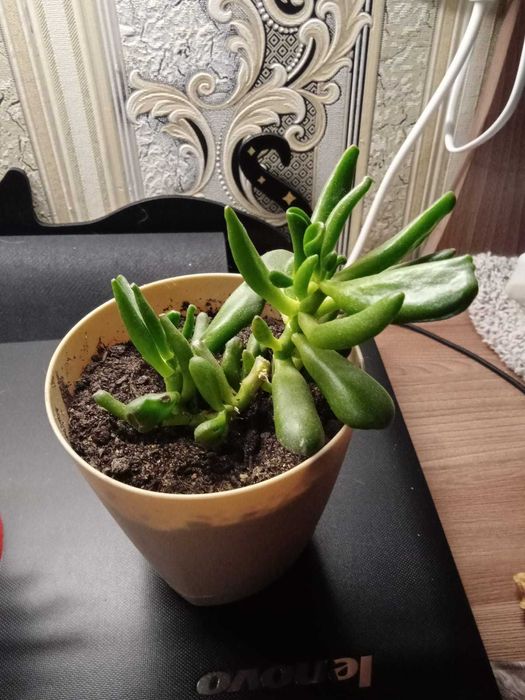 Толстянка Голлум, Суккулент