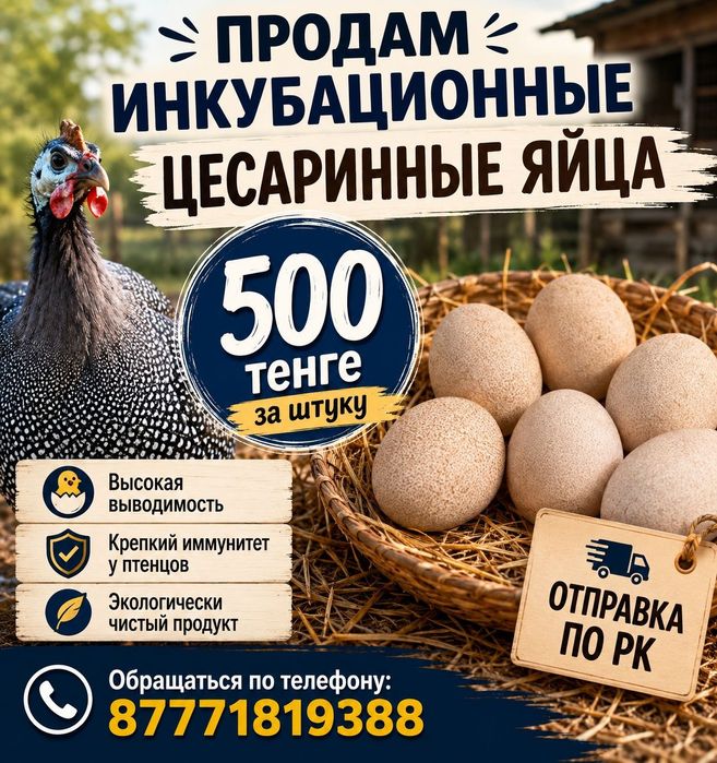 Инкубационные яйца цесарки
