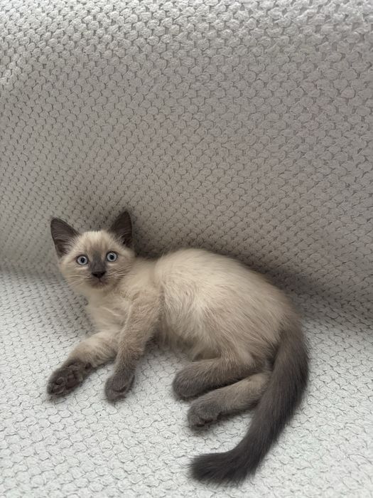 Отдам котика бесплатно