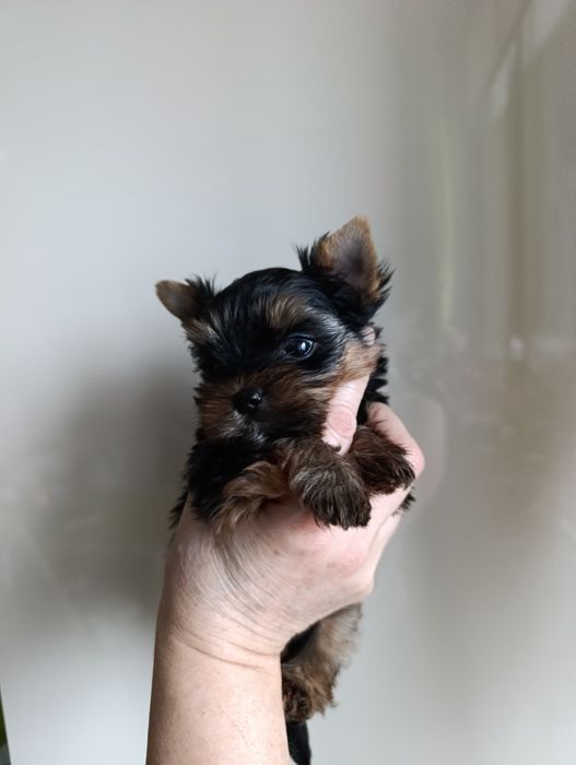 Мини йоркширски териер