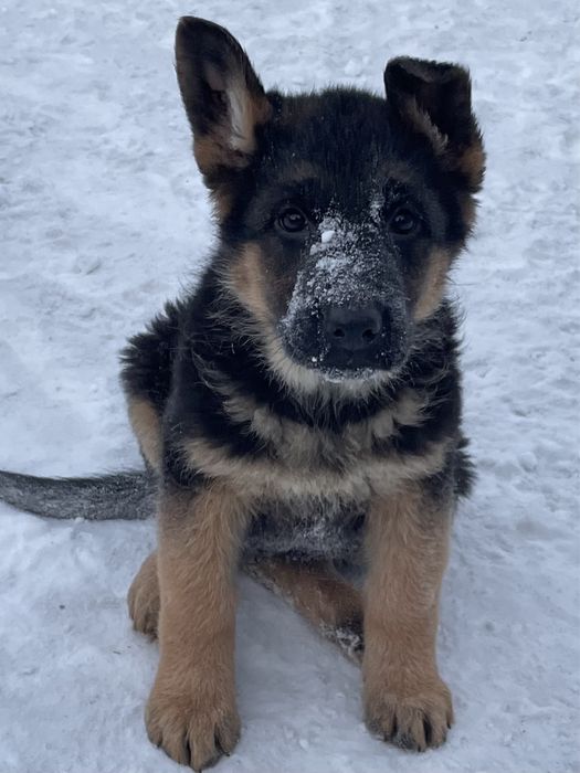 Щенки немецкой овчарки