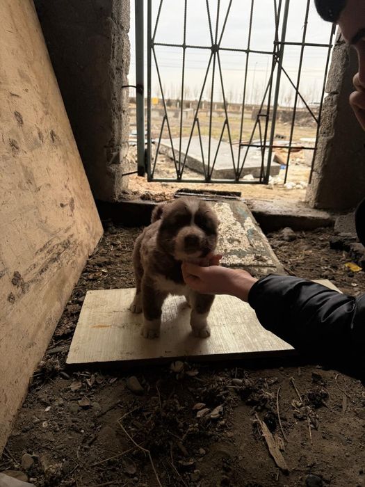 Ұрғашы күшік сатылады