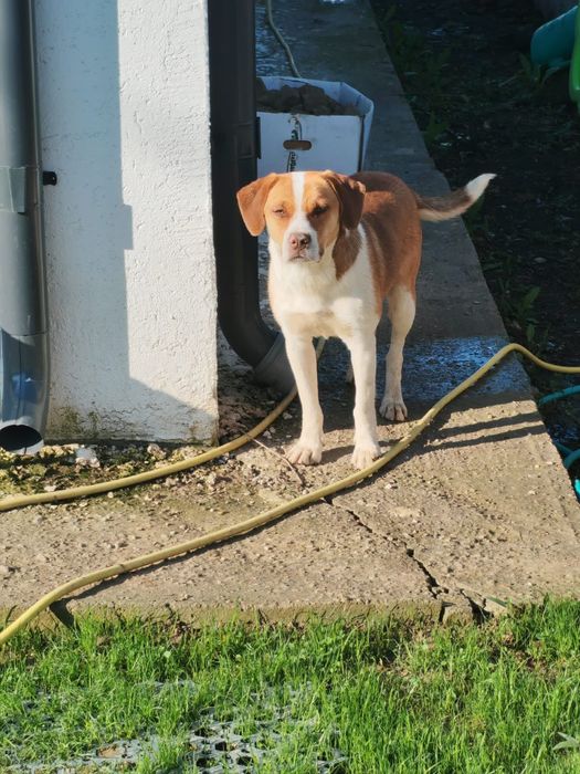 Adoptie beagle harrier