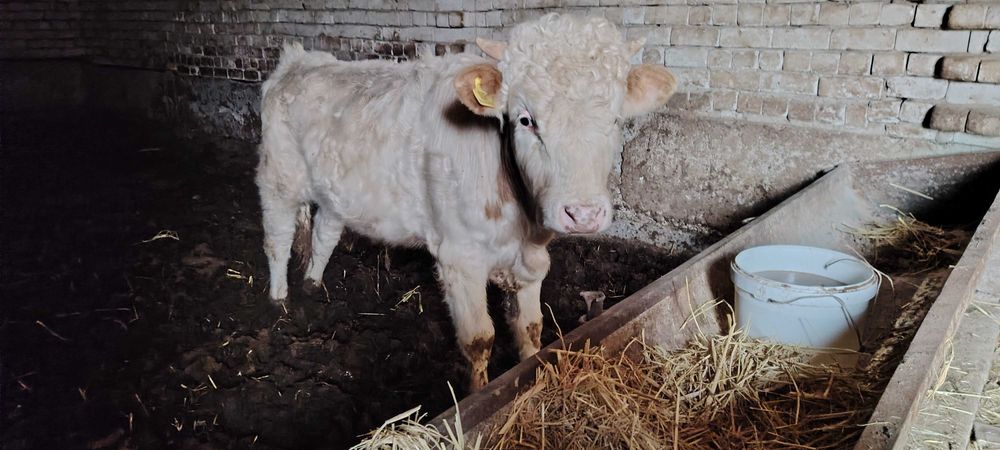 Rassiyski simmental Tish buzmagan o'jak sotiladi. Manzil Urganch.