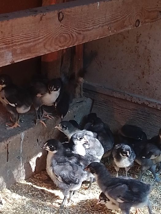 Jojala qora shaxzoda Uxaul jojalari tuxumi bor uxaul Xorozlari ham bor
