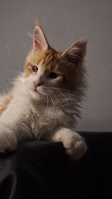 Котята мейн-кун из питомника