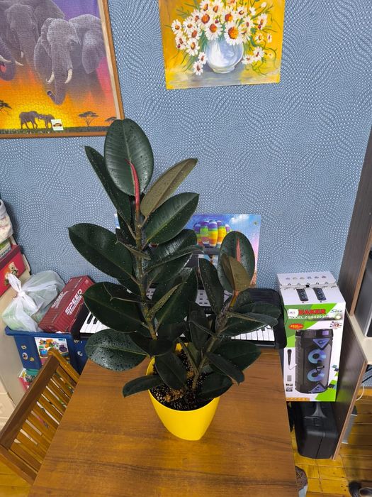 Фикус каучуканосный