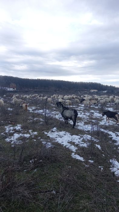 Vând capre bune și gestanta