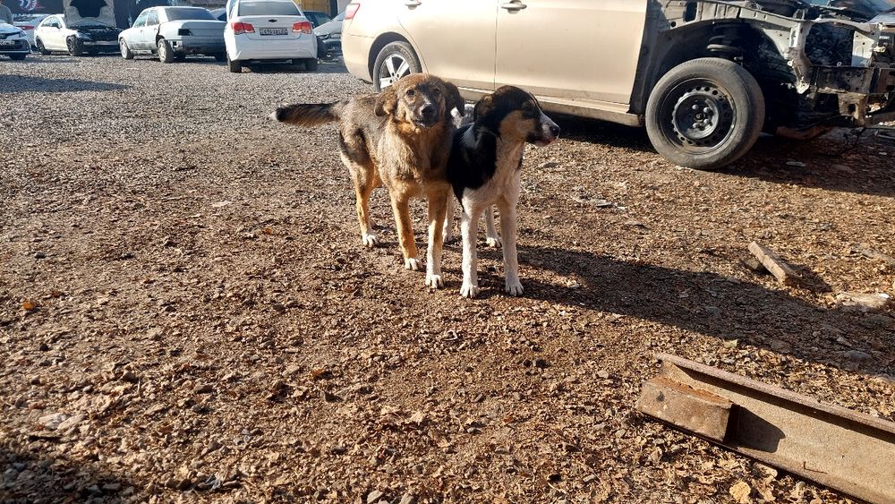 Пристраиваются щенки