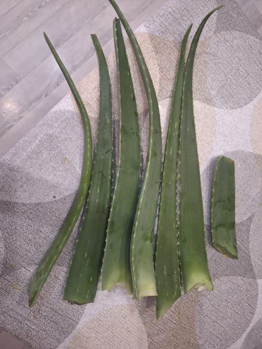 Продаются листья алоэ- вера, в лечебных целях.