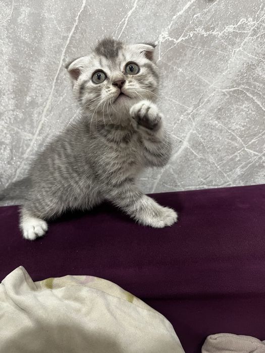 Продаю котят Скоттиш фолд