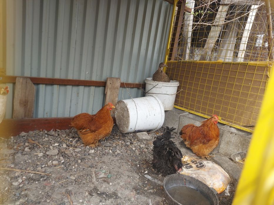 Кохенхин палевый пара