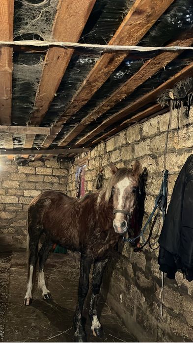 2 жасар құнан сатылады