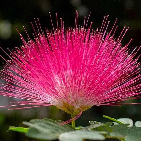 ОПТИМ Манзарали дарахт (Акация, Ипак дарахти Арча ) - 35 минг донаси