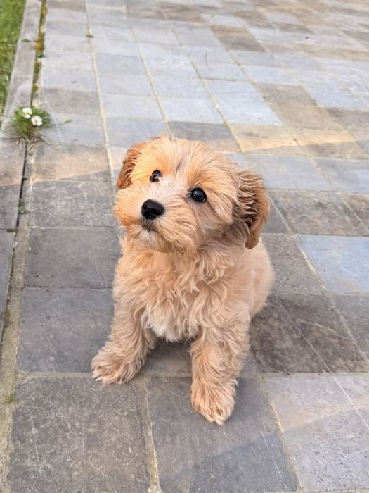 Maltipoo fetia mini