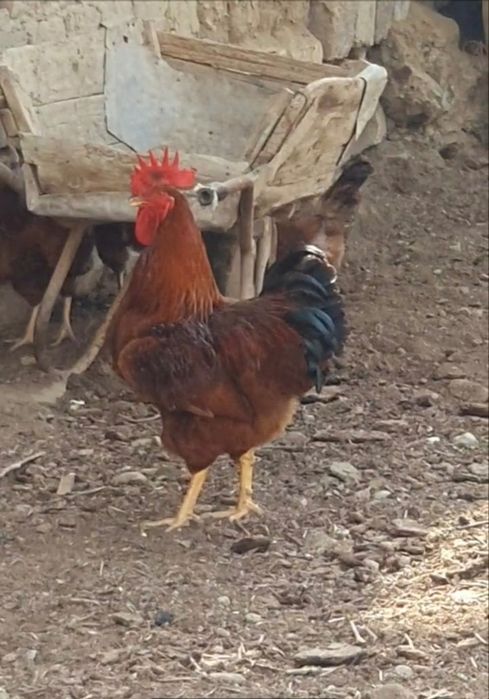 Ханхяп жужалари сотувда  хар хил ёшдагиси бор